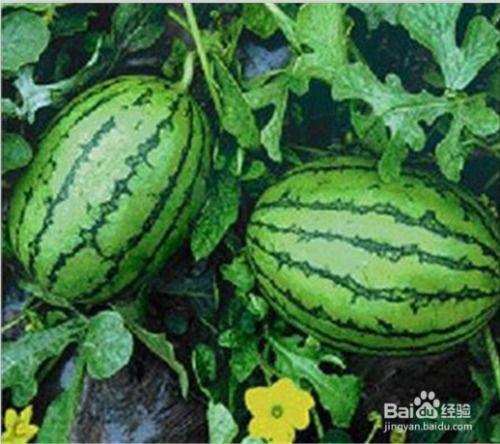 脚破了可以吃瓜