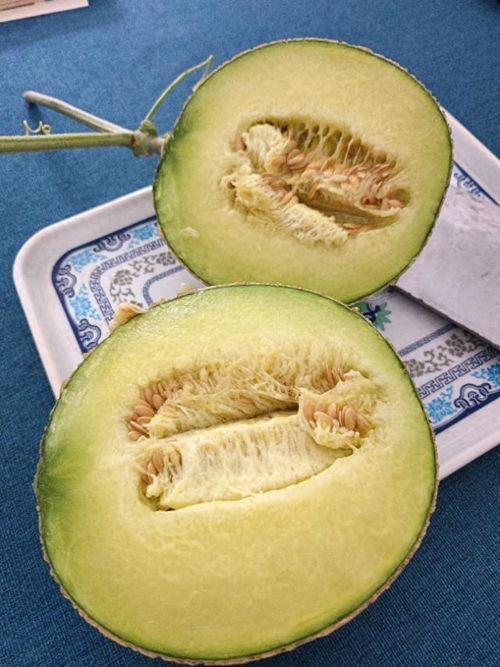 网红冰激凌瓜,夏日清凉新宠，甜蜜滋味引爆社交圈