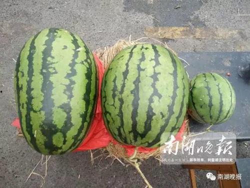 吃瓜看嘉兴,揭秘这座江南水乡的美食与风情