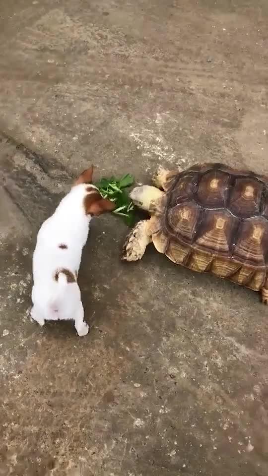 苏卡达吃瓜,揭秘热带雨林中的神秘生活